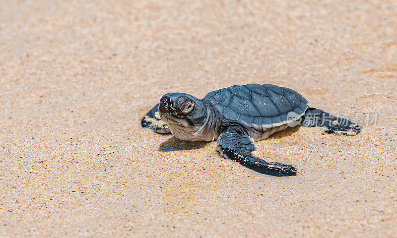 绿海龟(Chelonia mydas)，也被称为绿海龟，黑(海)海龟或太平洋绿海龟。厄瓜多尔;加拉帕戈斯群岛;加拉帕戈斯群岛国家公园。蓬塔鸬鹚，佛罗里达州。一只刚孵化的小海龟在海滩上跳入水中